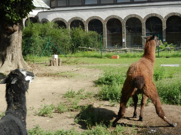 03 - Aber Horst.....jpg